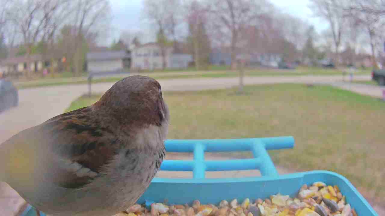 Bird at feeder