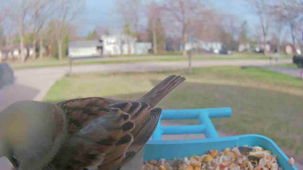 Bird at feeder