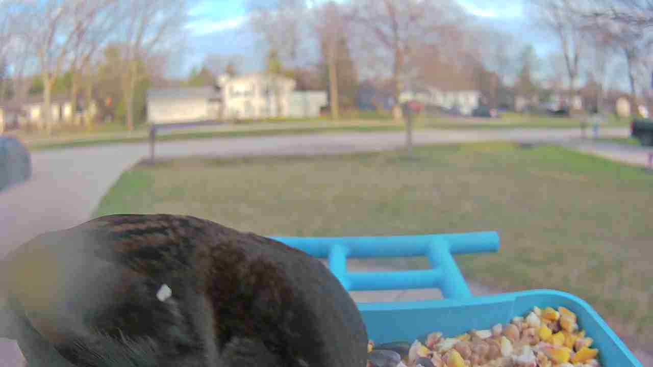 Bird at feeder