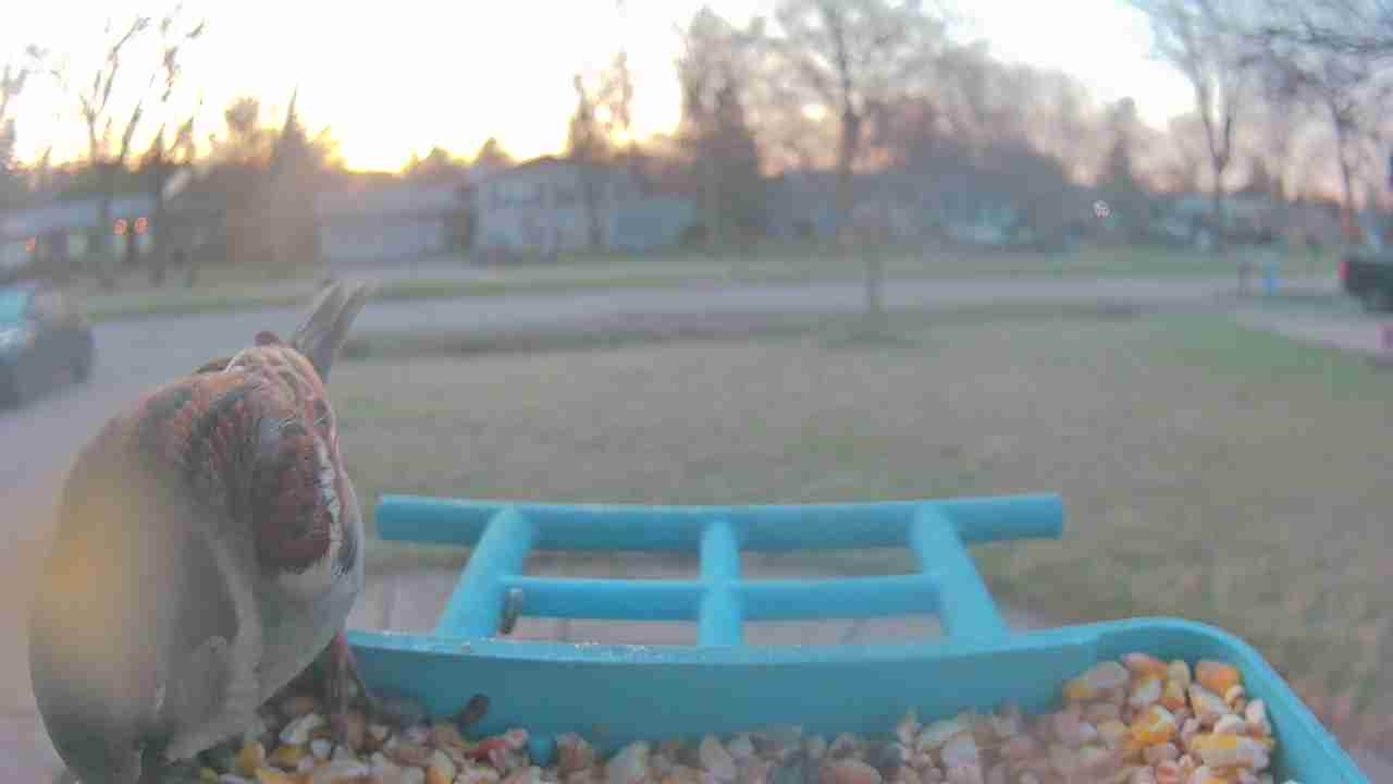 Bird at feeder