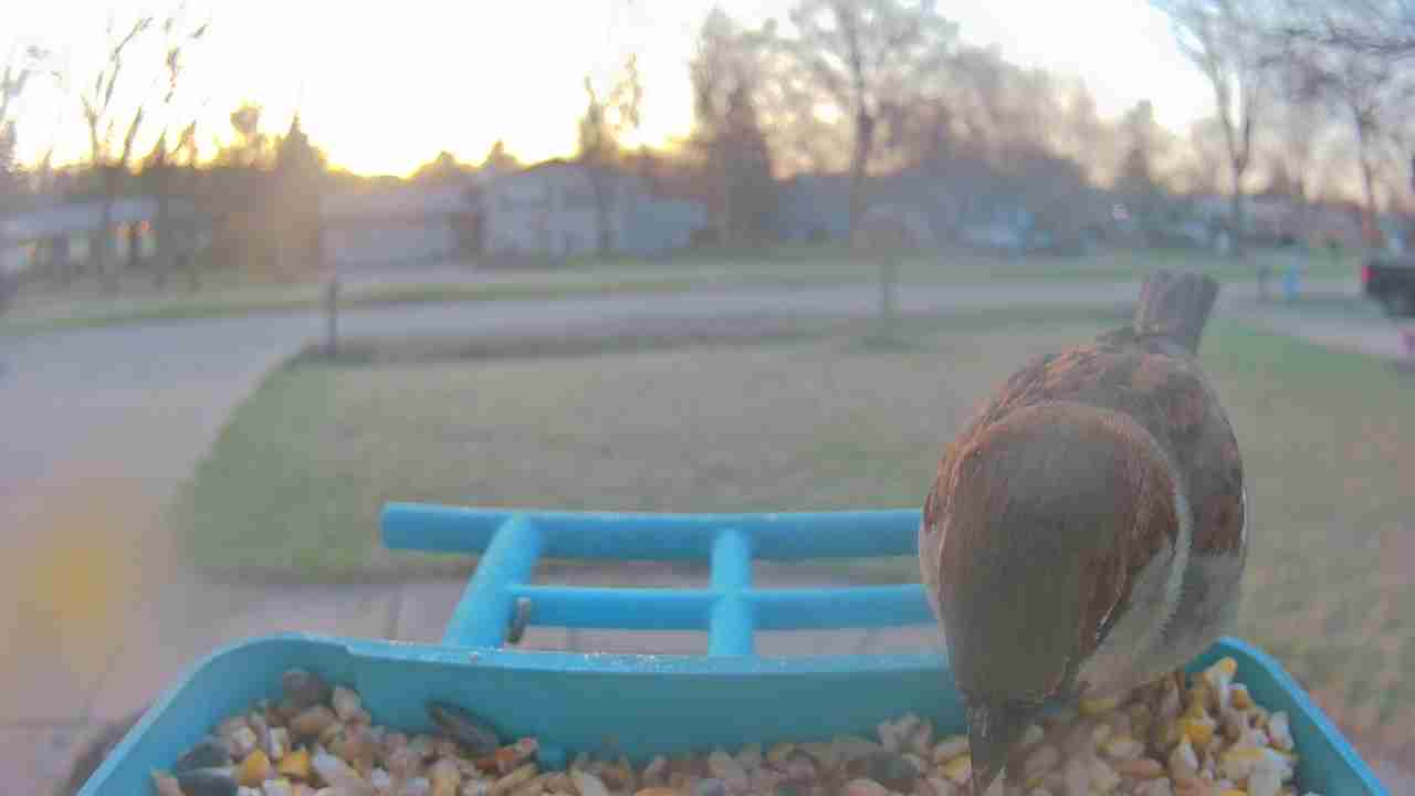 Bird at feeder