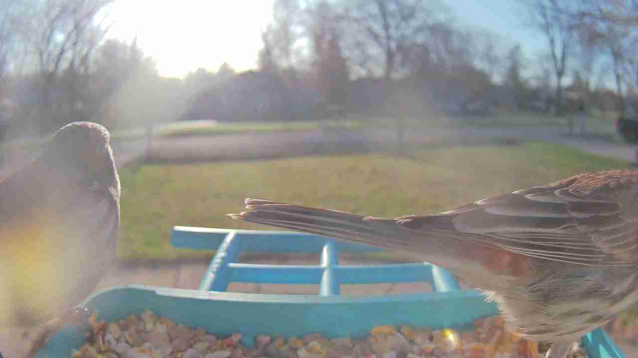 Bird at feeder