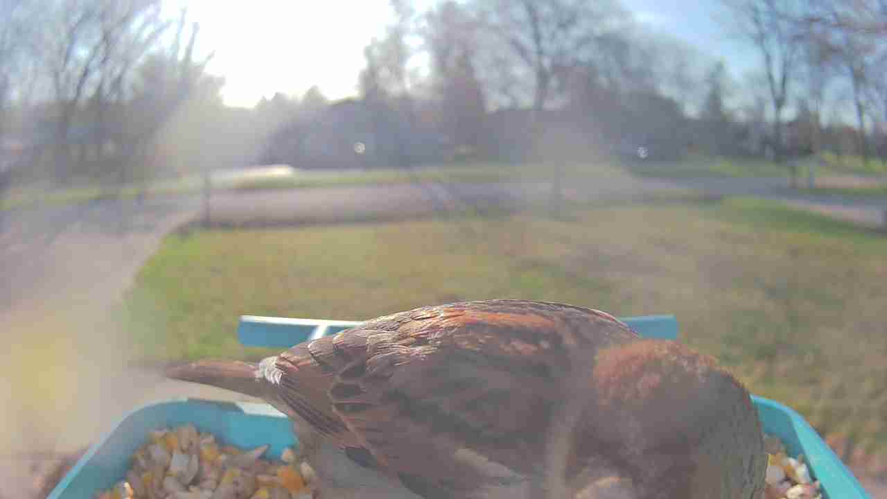 Bird at feeder
