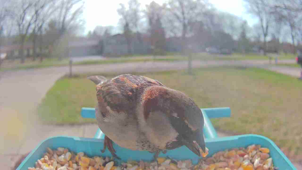 Bird at feeder