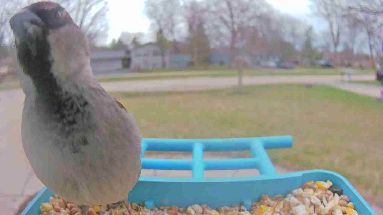 Bird at feeder