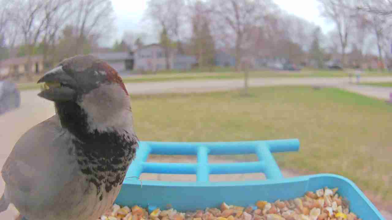 Bird at feeder