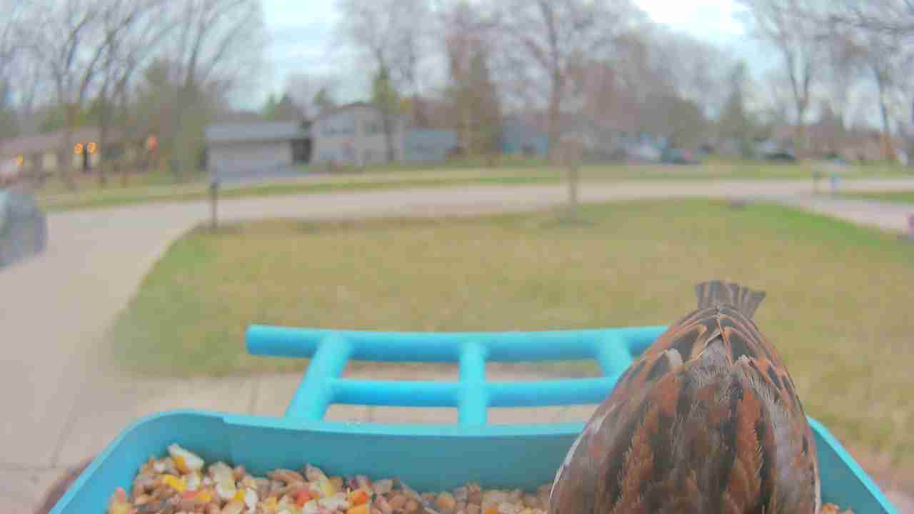 Bird at feeder