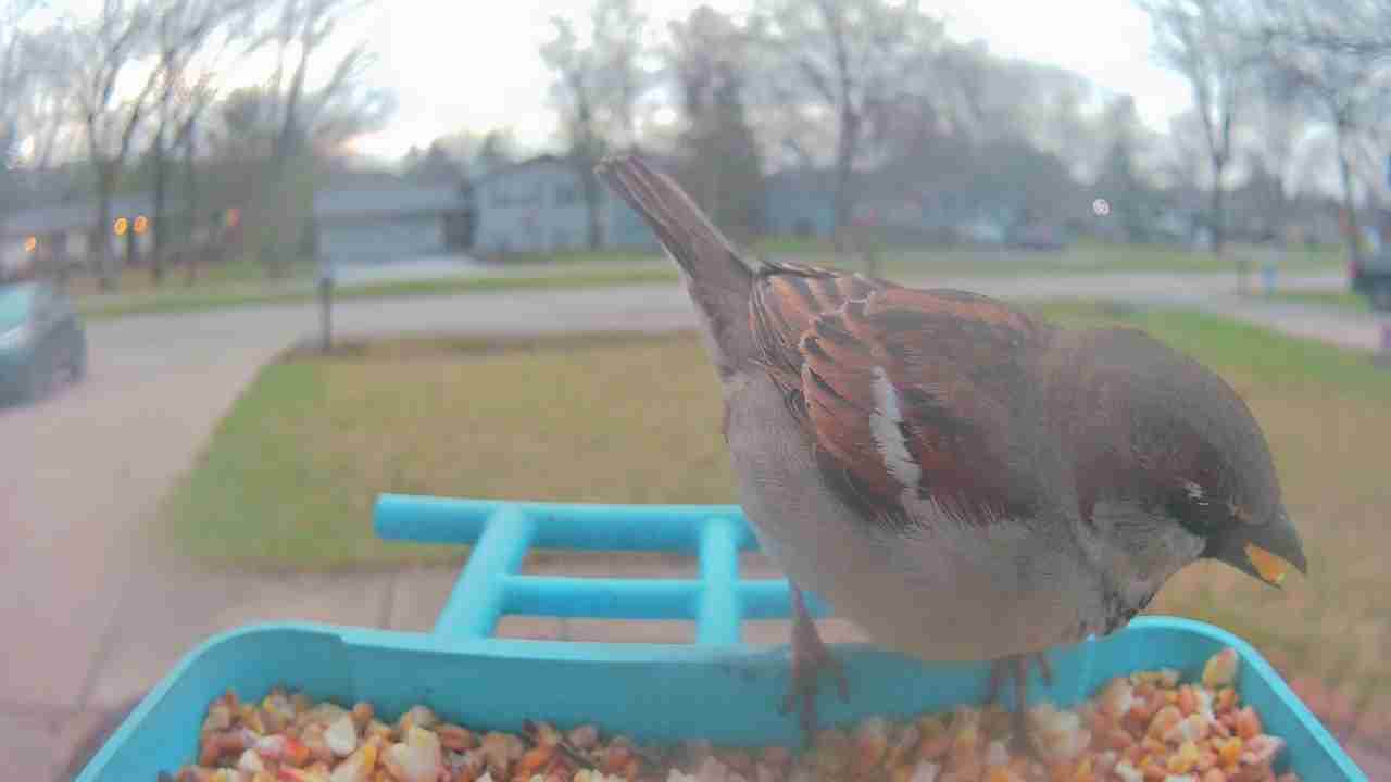 Bird at feeder