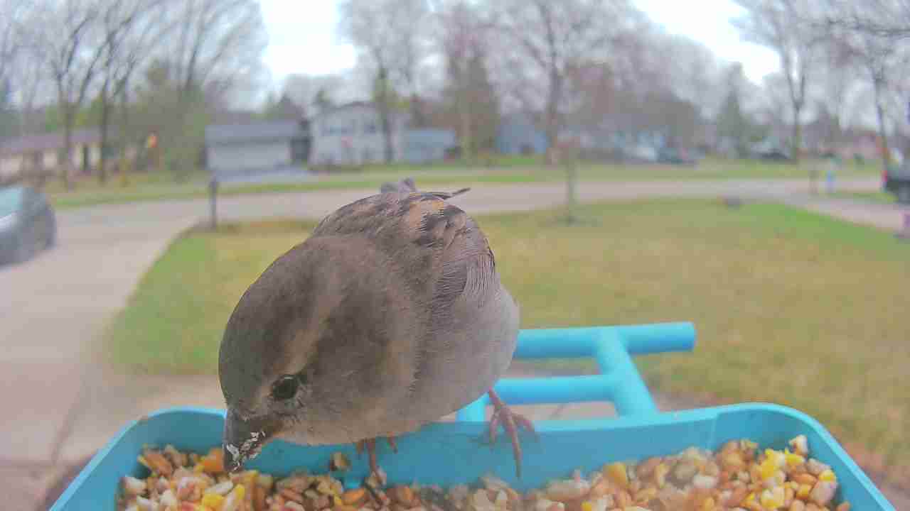 Bird at feeder