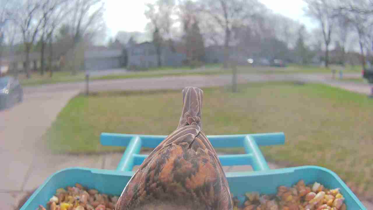 Bird at feeder