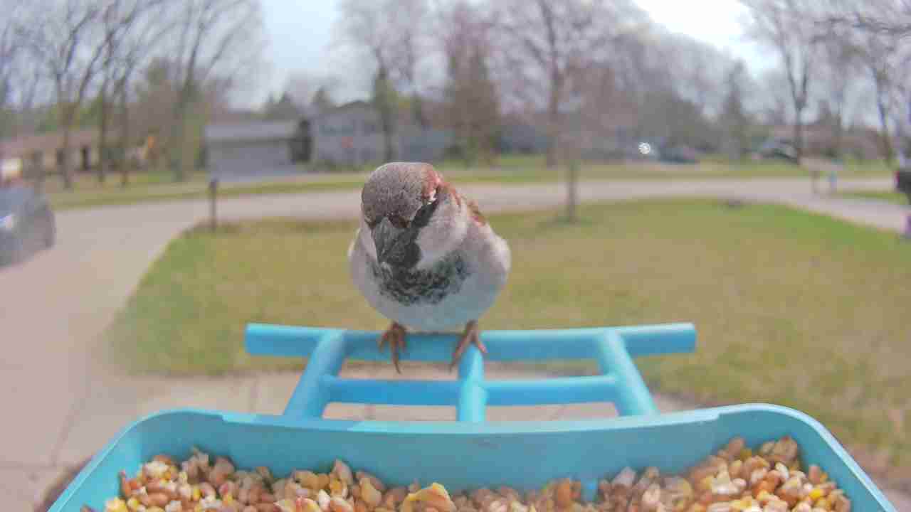 Bird at feeder