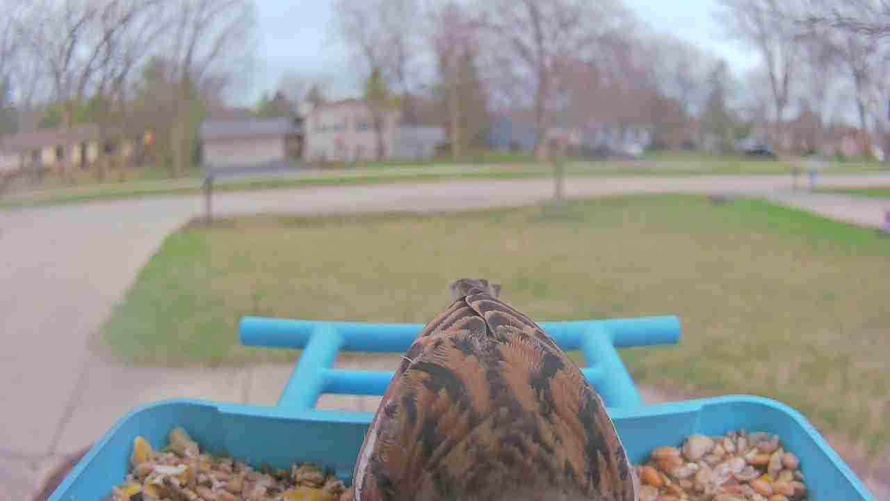 Bird at feeder
