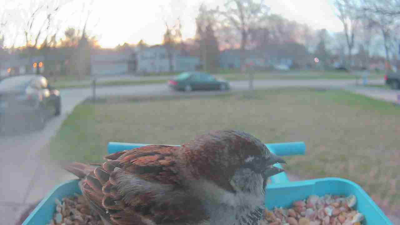 Bird at feeder
