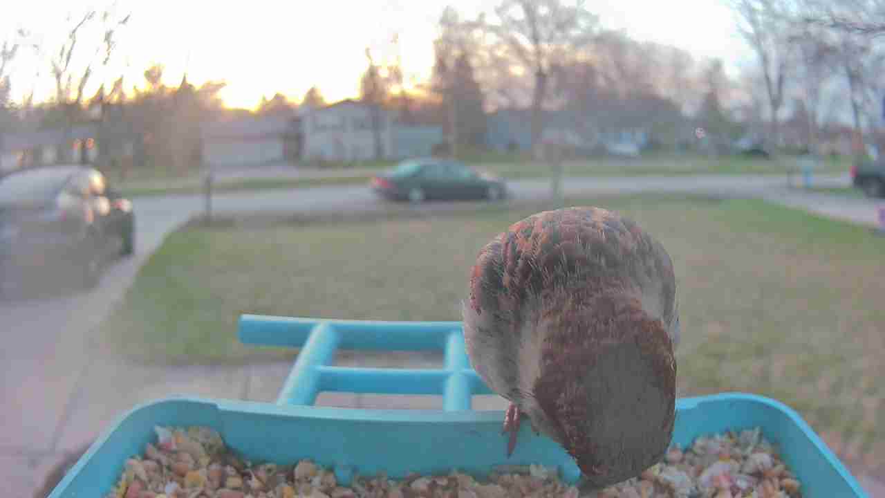 Bird at feeder