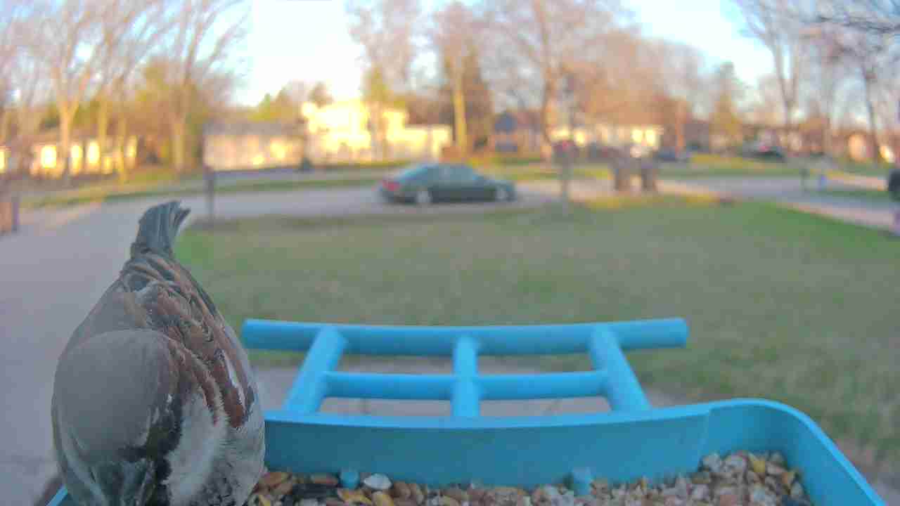 Bird at feeder