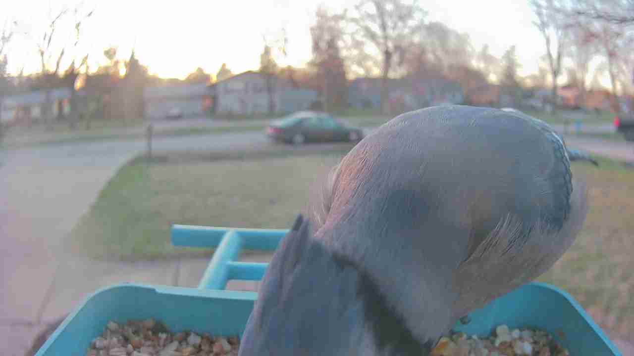 Bird at feeder