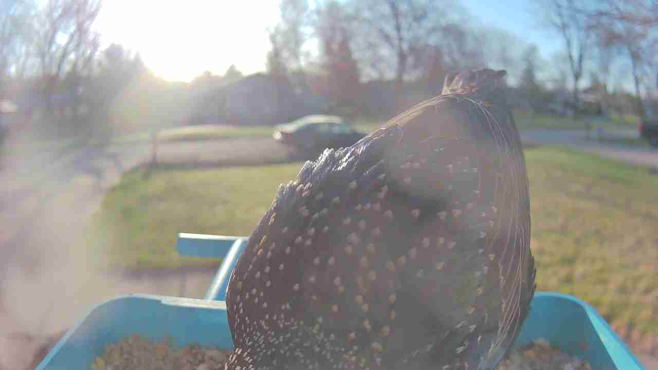 Bird at feeder