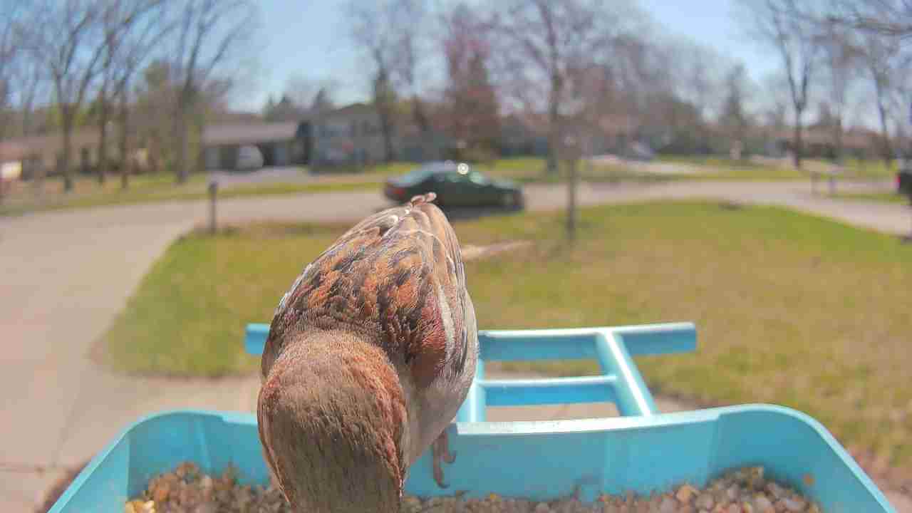 Bird at feeder