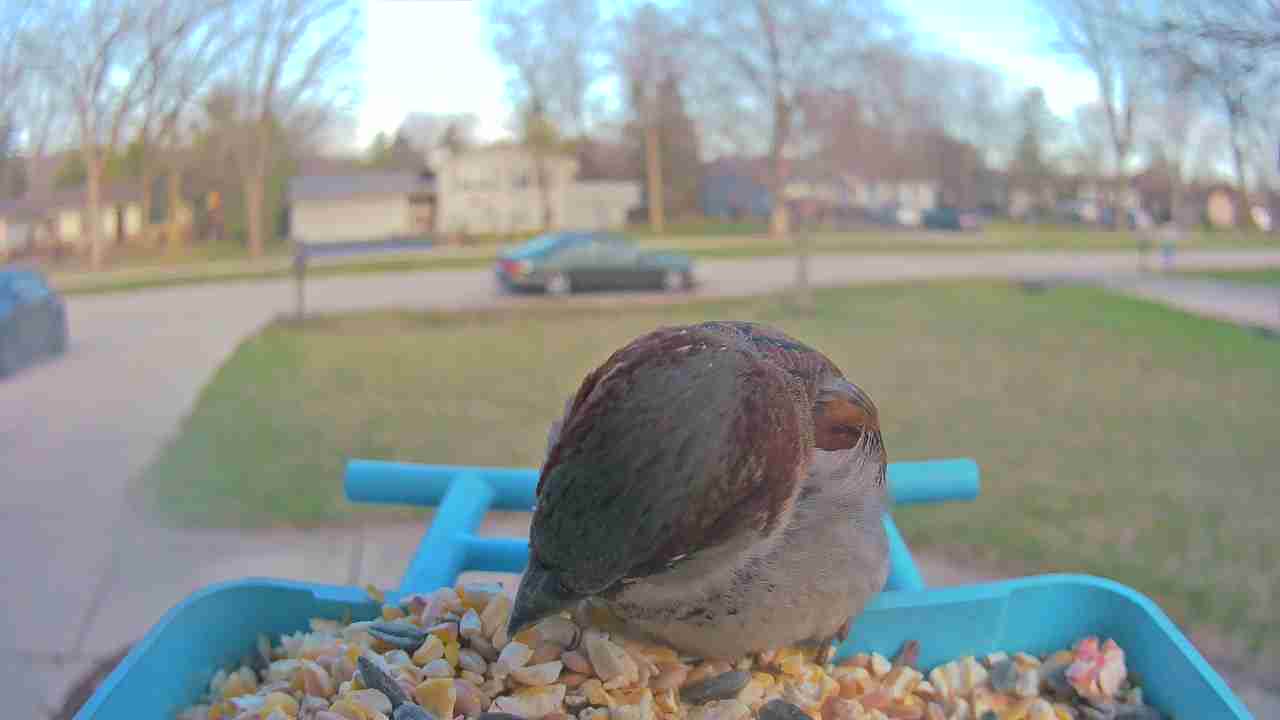 Bird at feeder