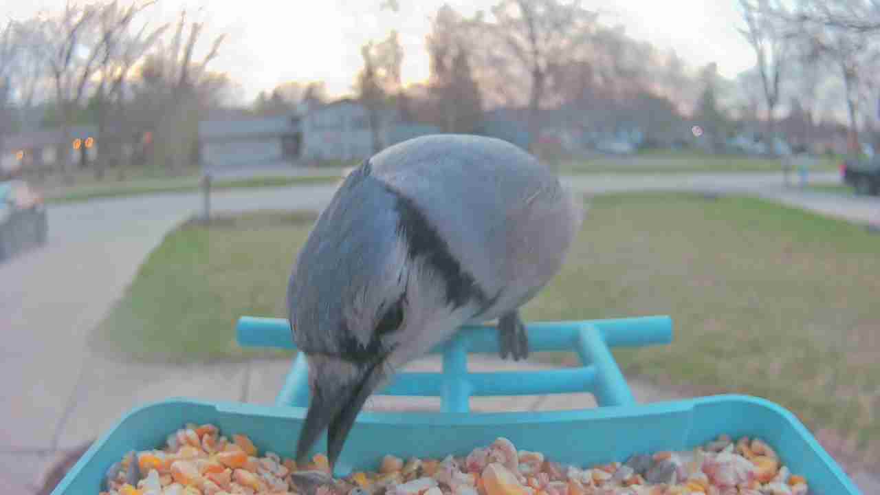 Bird at feeder