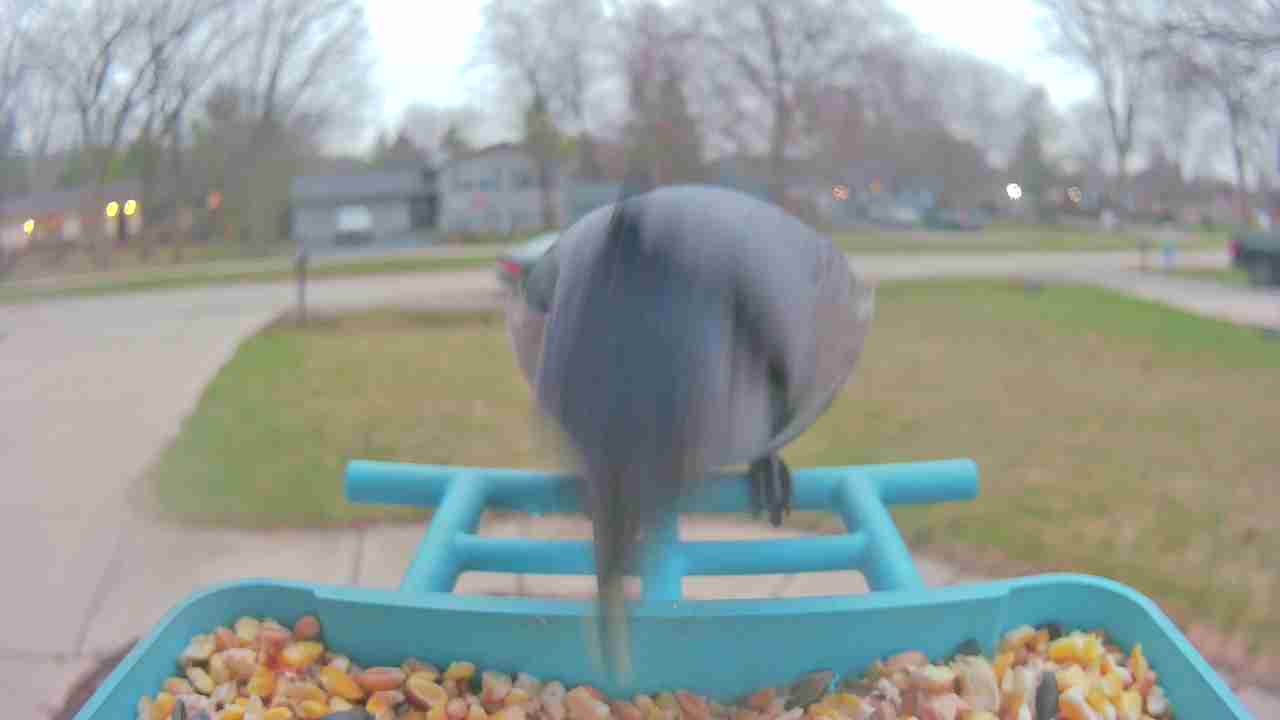 Bird at feeder