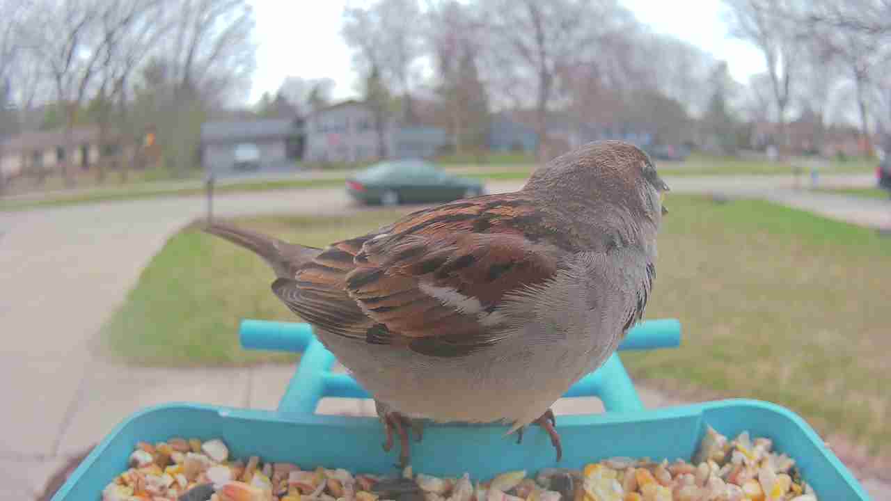 Bird at feeder