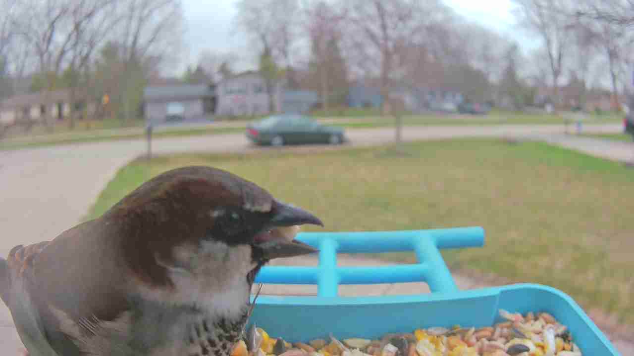 Bird at feeder
