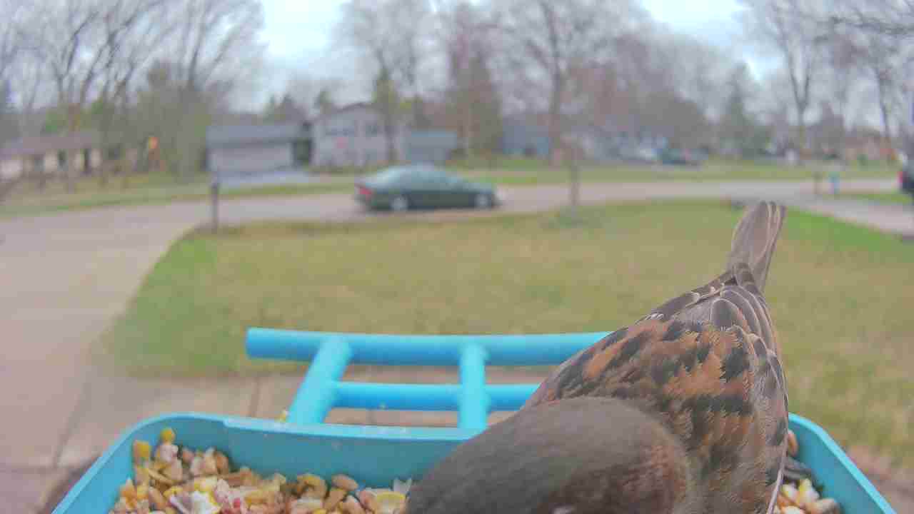 Bird at feeder