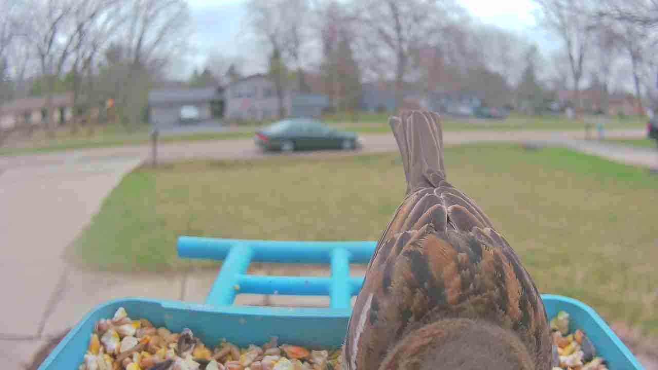 Bird at feeder