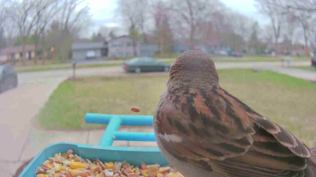 Bird at feeder