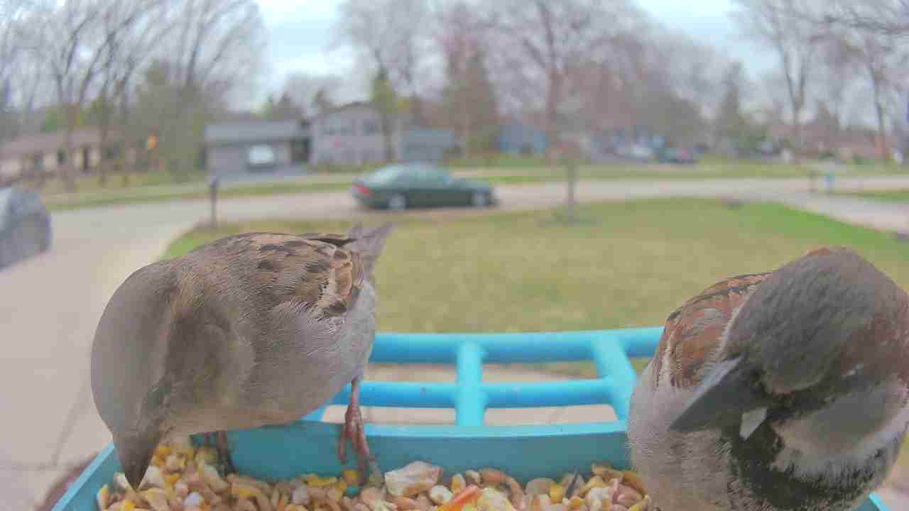 Bird at feeder