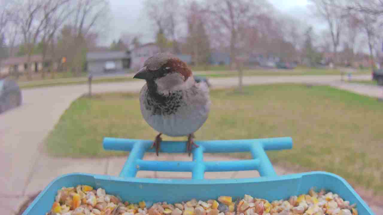 Bird at feeder