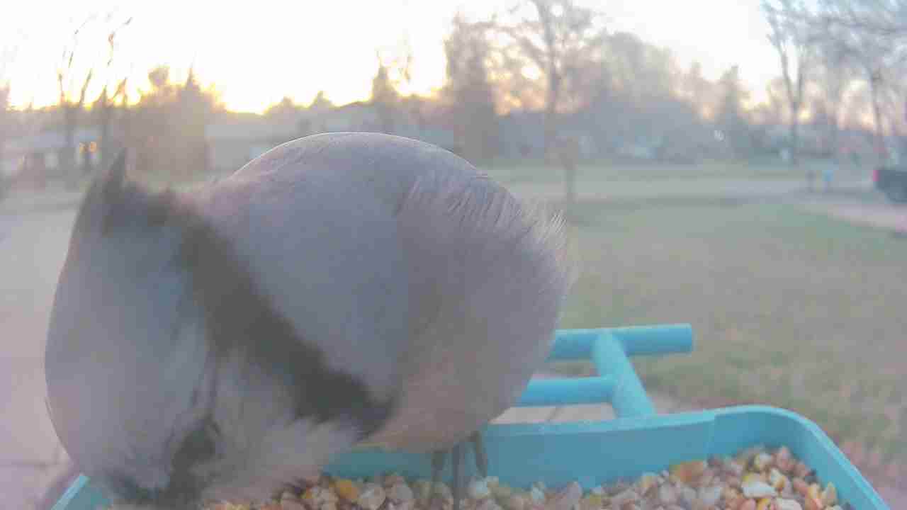 Bird at feeder