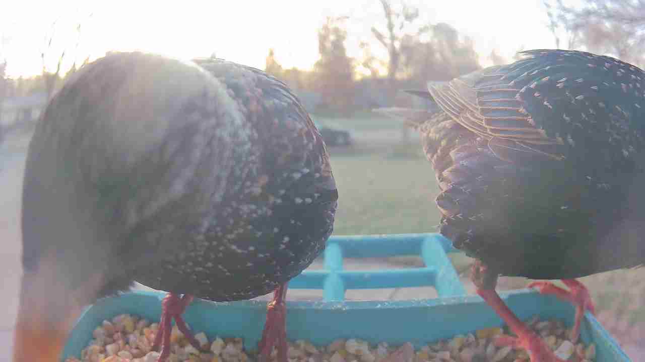 Bird at feeder