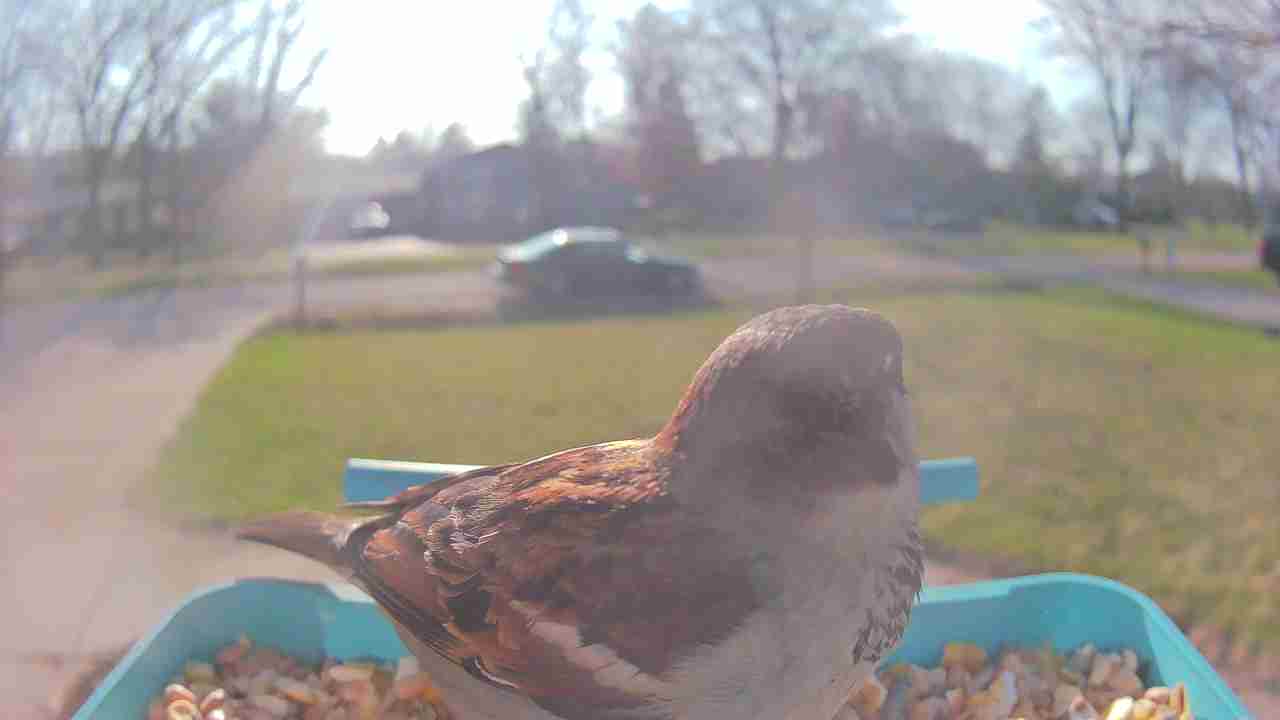 Bird at feeder