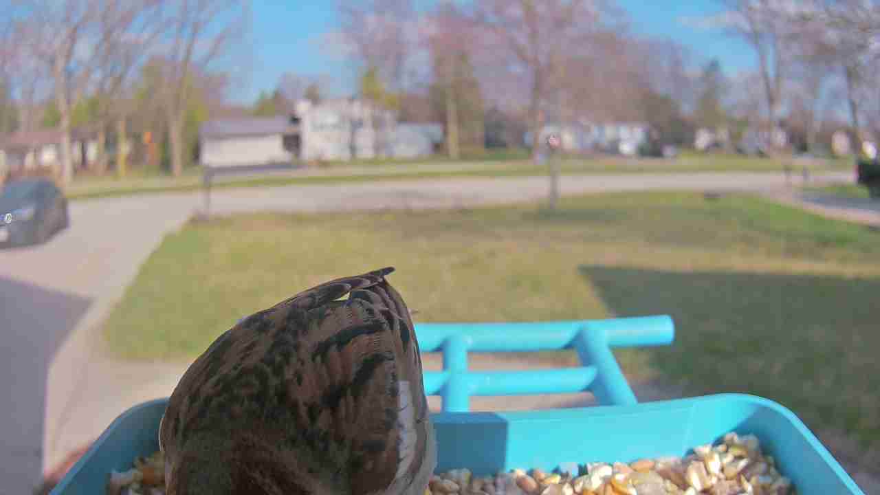 Bird at feeder