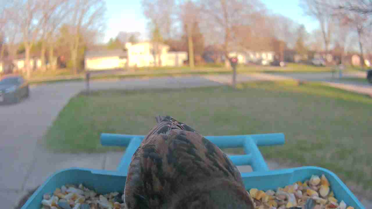 Bird at feeder