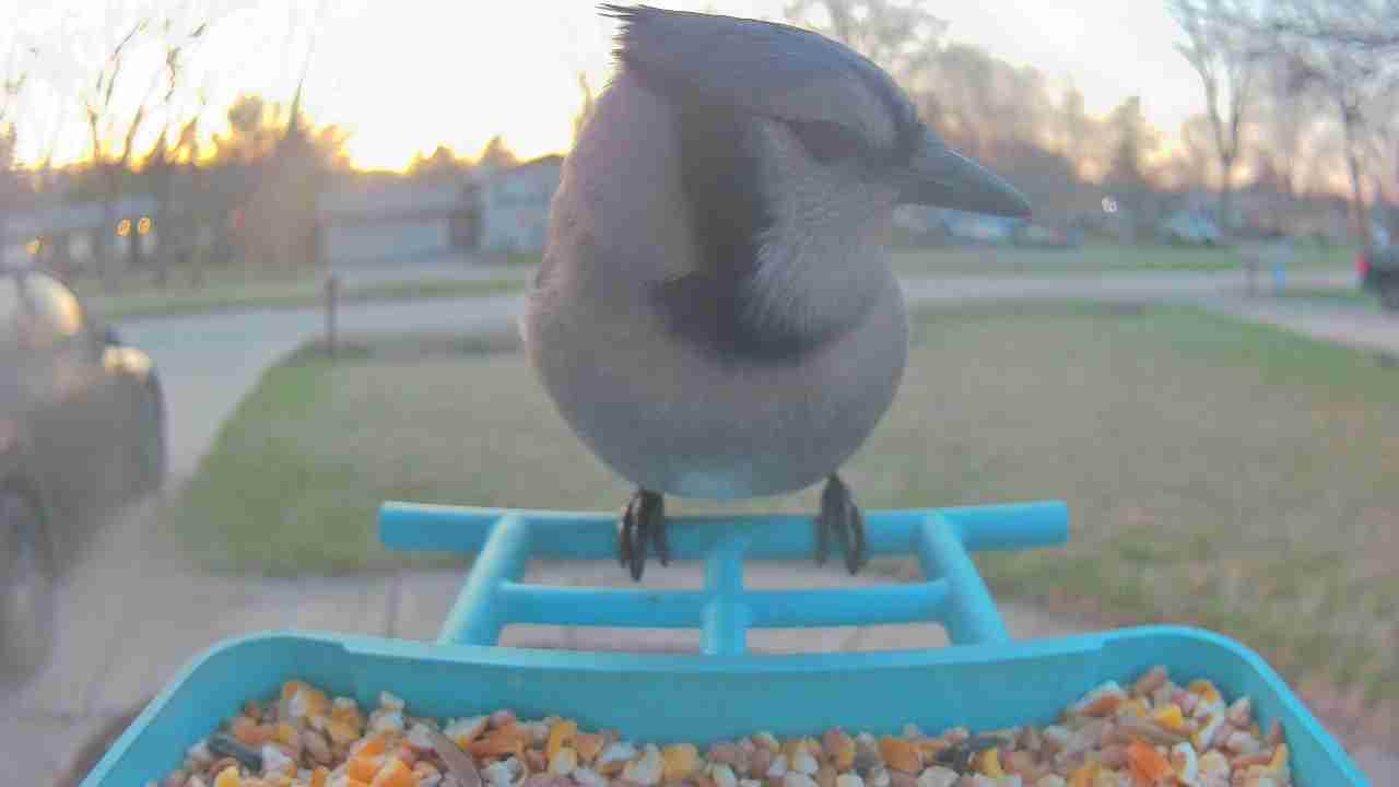 Bird at feeder