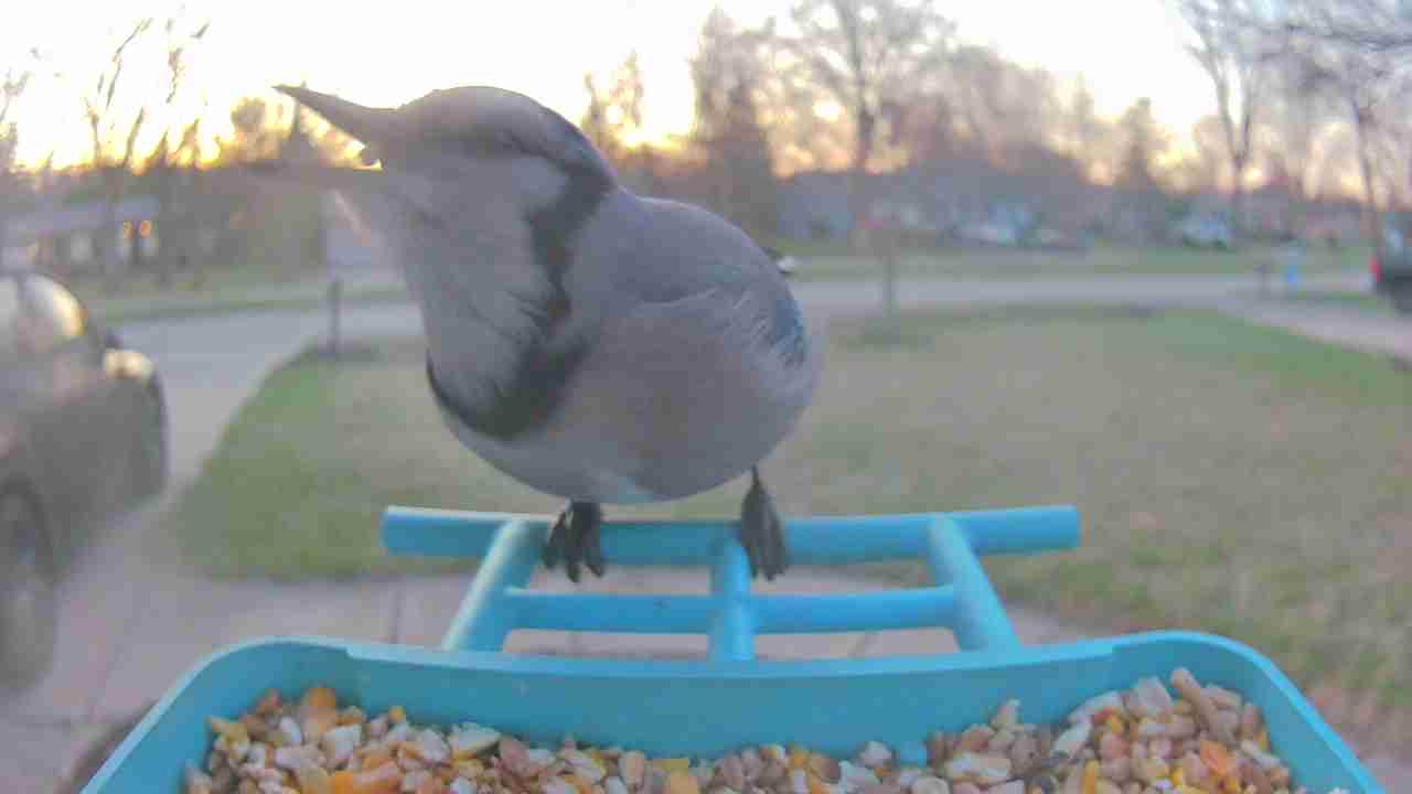 Bird at feeder
