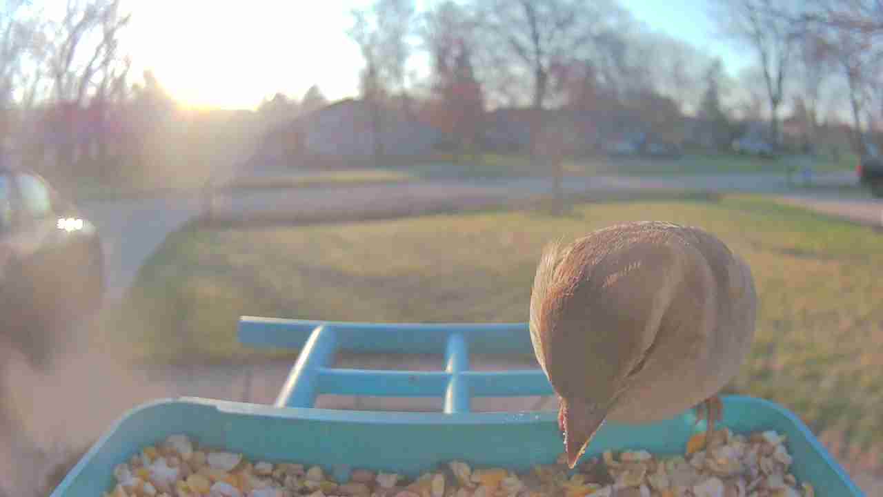 Bird at feeder