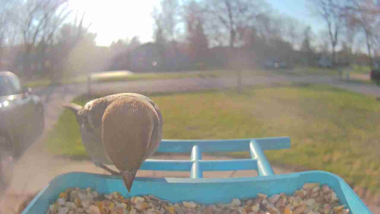 Bird at feeder