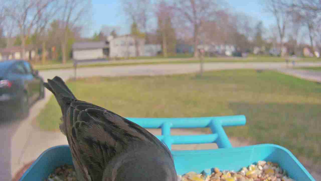 Bird at feeder