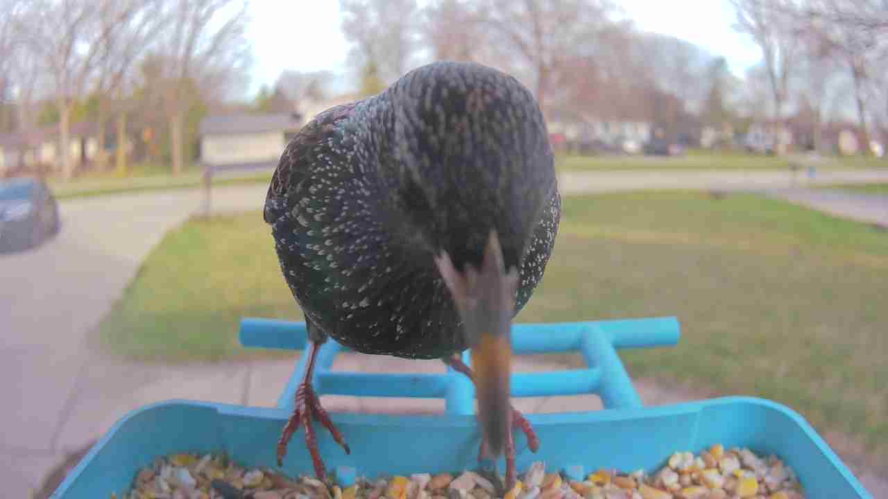 Bird at feeder
