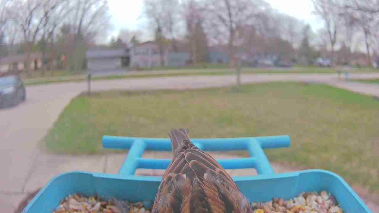 Bird at feeder