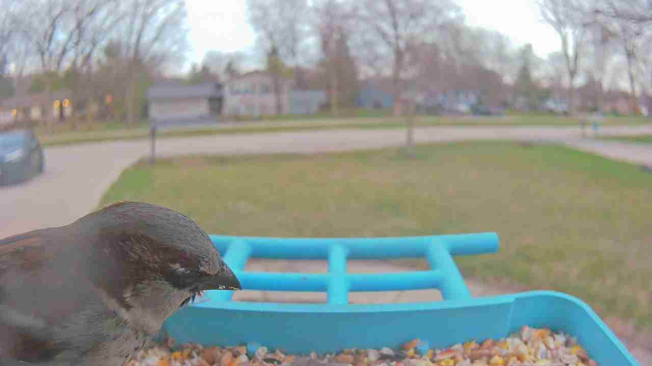 Bird at feeder
