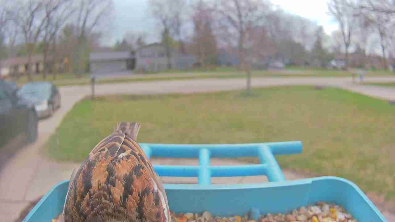 Bird at feeder