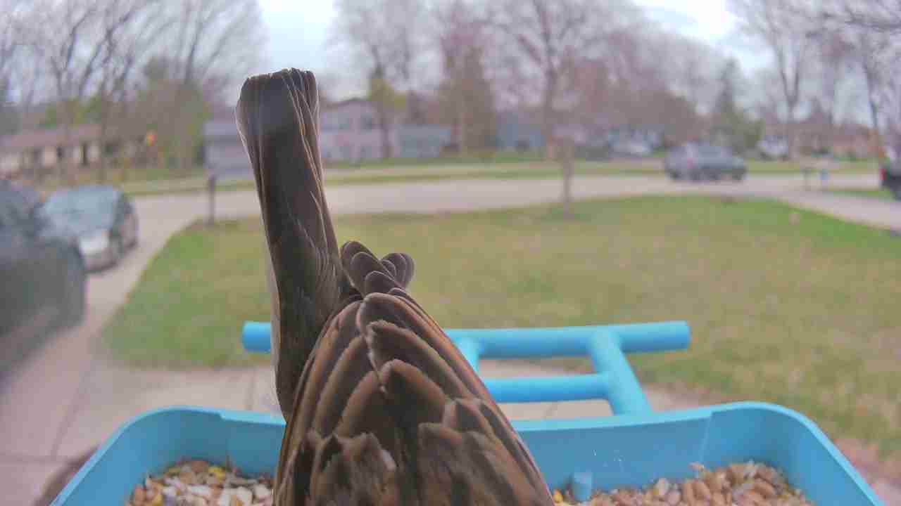 Bird at feeder