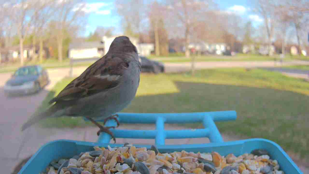 Bird at feeder