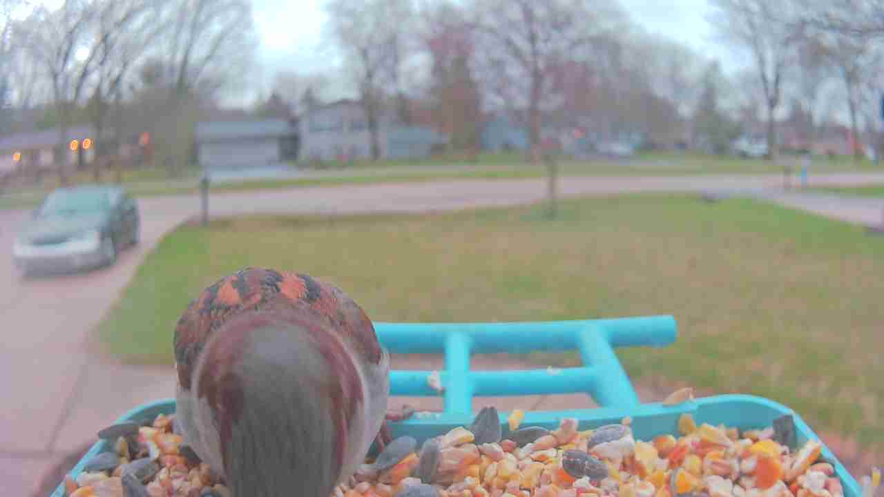 Bird at feeder