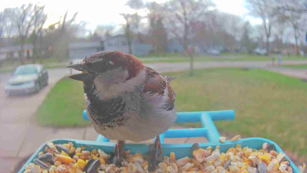 Bird at feeder